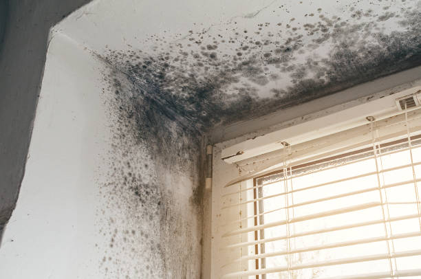 Affordable Mold Inspection And Testing solutions in Rougemont, NC